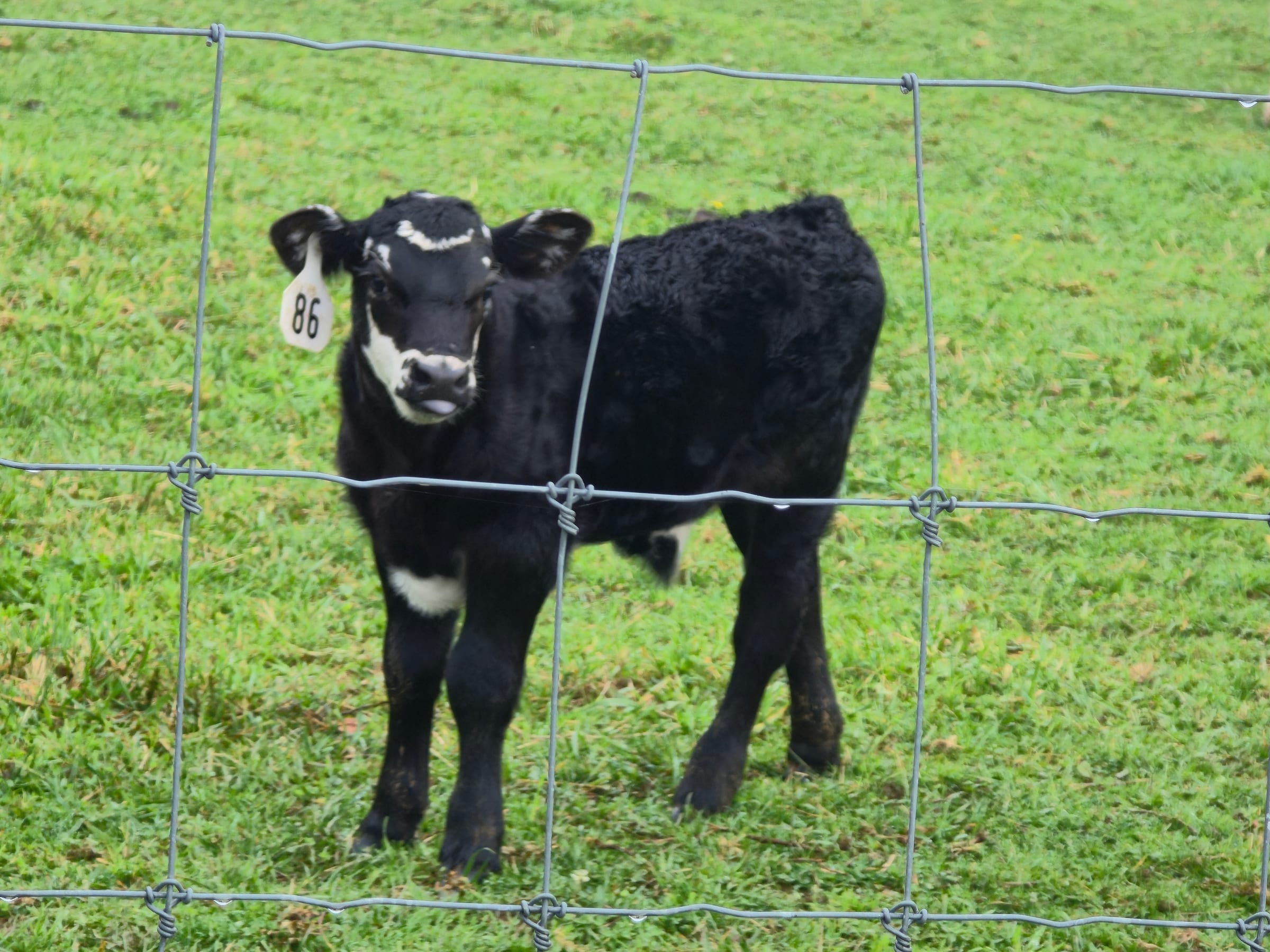 Cows
