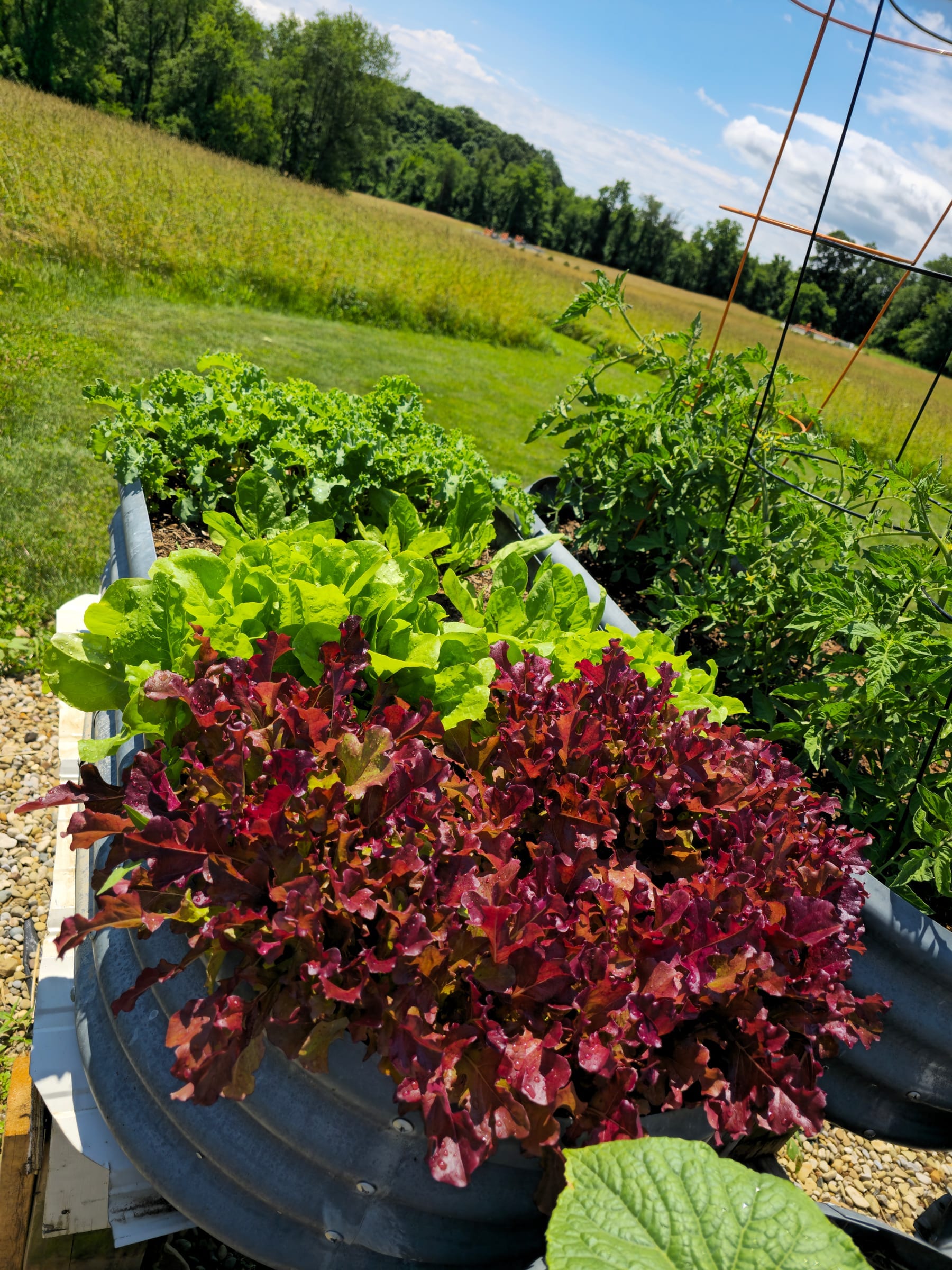Seasonal Veggies